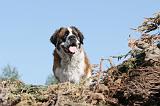 SAINT BERNARD 018